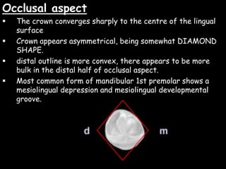 Occlusal aspect
 The crown converges sharply to the centre of the lingual
surface
 Crown appears asymmetrical, being somewhat DIAMOND
SHAPE.
 distal outline is more convex, there appears to be more
bulk in the distal half of occlusal aspect.
 Most common form of mandibular 1st premolar shows a
mesiolingual depression and mesiolingual developmental
groove.
 