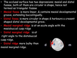 • The occlusal surface has two depressions; mesial and distal
fossae, both of them are circular in shape, hence not
termed as triangular fossae
• Mesial fossa is more linear, & contains mesial developmental
groove, extending buccolingually.
• Distal fossa is more circular in shape & harbours a cresent
shaped distal developmental grove.
• Mesial marginal ridge is at an acute angle with the
mesiobuccal cusp ridge
• Distal marginal ridge is at
right angle to the distobuccal
cusp ridge.
• Distal ridge more bulky than
mesial marginal ridge.
 