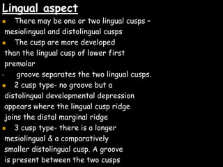 Lingual aspect
 There may be one or two lingual cusps –
mesiolingual and distolingual cusps
 The cusp are more developed
than the lingual cusp of lower first
premolar
• groove separates the two lingual cusps.
 2 cusp type- no groove but a
distolingual developmental depression
appears where the lingual cusp ridge
joins the distal marginal ridge
 3 cusp type- there is a longer
mesiolingual & a comparatively
smaller distolingual cusp. A groove
is present between the two cusps
 
