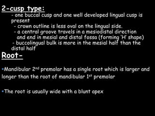 2-cusp type:
- one buccal cusp and one well developed lingual cusp is
present
- crown outline is less oval on the lingual side.
- a central groove travels in a mesiodistal direction
and end in mesial and distal fossa (forming ‘H’ shape)
- buccolingual bulk is more in the mesial half than the
distal half
Root-
Mandibular 2nd premolar has a single root which is larger and
longer than the root of mandibular 1st premolar
The root is usually wide with a blunt apex
 