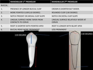 MANDIBULAR 1ST PREMOLAR MANDIBULAR 2ND PREMOLAR
BUCCAL
1. PRESENCE OF LONGER BUCCAL CUSP CROWN IS SHORTER BUT WIDER.
2. MORE POINTED CUSP(110 DEGREE) ROUNDED CUSP (130 DEGREE)
3. NOTCH PRESENT ON MESIAL CUSP SLOPE NOTCH ON DISTAL CUSP SLOPE
4. LINGUAL SURFACE MORE TAPER FROM
CONTACTS TO CERVIX
LINGUAL SURFACE RELATIVELY WIDER AT
CERVIX
5. ROOT IS SHORTER WITH POINTED APEX ROOT IS LONGER WITH BLUNT APEX
6. BUCCAL RIDGE MORE PROMINENT LESS PROMINENT
110 DEGREE 130 DEGREE
 