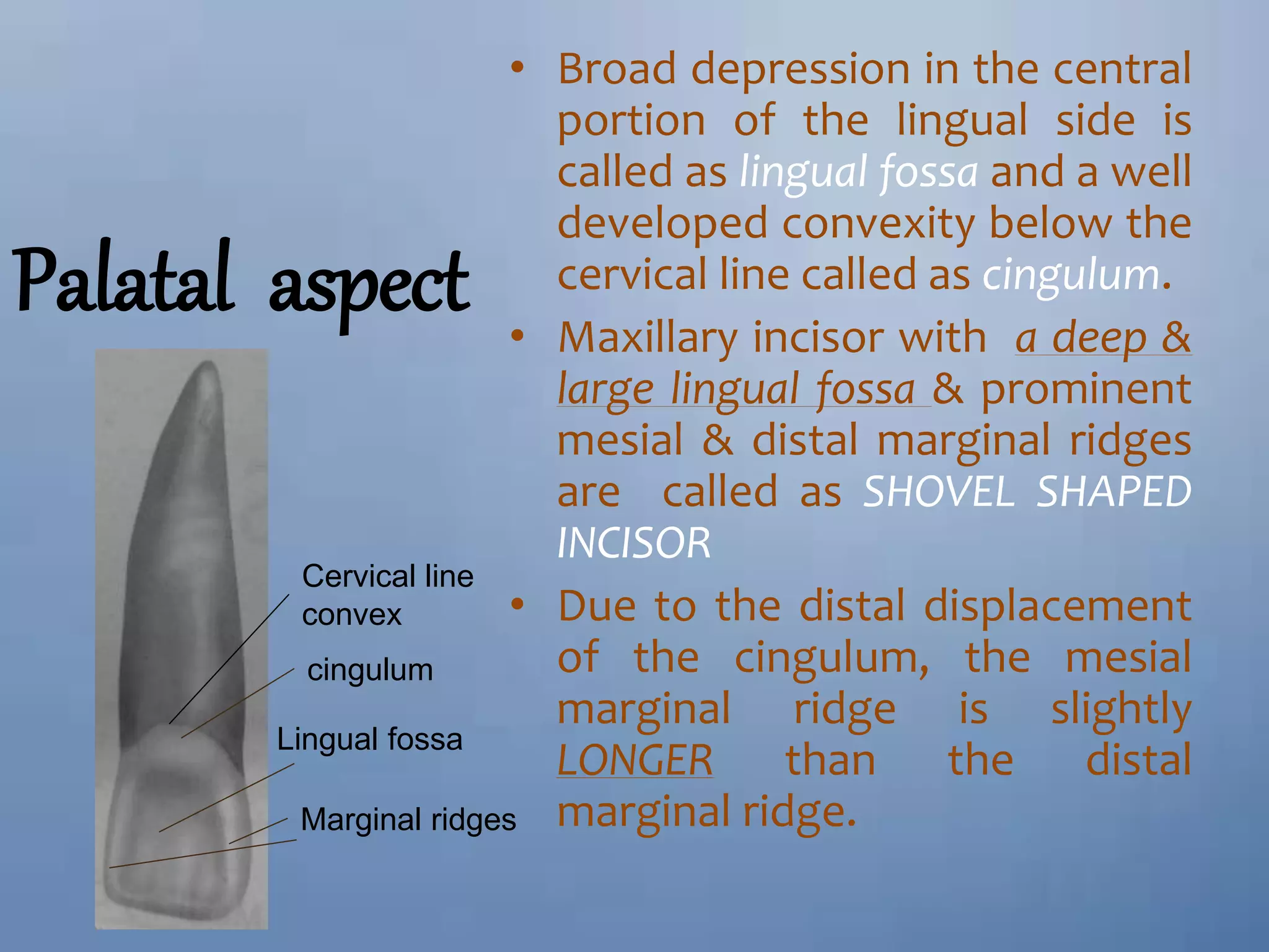 morphology of permanent teeth.pptx