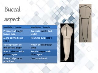 Buccal
aspect
Mandibular 1st Premolar Mandibular 2nd Premolar
Presence of longer
buccal cusp
Crown is shorter but
wider
More pointed cusp
(110°)
Rounded cusp (130°)
Notch present on
mesial cusp slope
Notch on distal cusp
slope
Root is shorter with
pointed apex
Root is longer with
blunt apex
Buccal ridge more
prominent
Less prominent
 