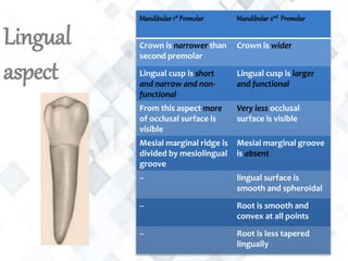 Lingual
aspect
Mandibular 1st Premolar Mandibular 2nd Premolar
Crown is narrower than
second premolar
Crown is wider
Lingual cusp is short
and narrow and non-
functional
Lingual cusp is larger
and functional
From this aspect more
of occlusal surface is
visible
Very less occlusal
surface is visible
Mesial marginal ridge is
divided by mesiolingual
groove
Mesial marginal groove
is absent
-- lingual surface is
smooth and spheroidal
-- Root is smooth and
convex at all points
-- Root is less tapered
lingually
 