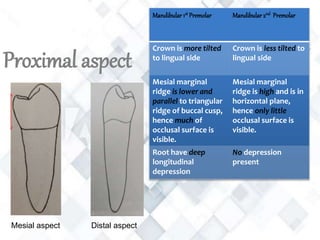 Proximal aspect
Mandibular 1st Premolar Mandibular 2nd Premolar
Crown is more tilted
to lingual side
Crown is less tilted to
lingual side
Mesial marginal
ridge is lower and
parallel to triangular
ridge of buccal cusp,
hence much of
occlusal surface is
visible.
Mesial marginal
ridge is high and is in
horizontal plane,
hence only little
occlusal surface is
visible.
Root have deep
longitudinal
depression
No depression
present
Mesial aspect Distal aspect
 