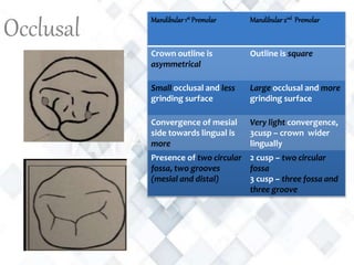Occlusal Mandibular 1st Premolar Mandibular 2nd Premolar
Crown outline is
asymmetrical
Outline is square
Small occlusal and less
grinding surface
Large occlusal and more
grinding surface
Convergence of mesial
side towards lingual is
more
Very light convergence,
3cusp – crown wider
lingually
Presence of two circular
fossa, two grooves
(mesial and distal)
2 cusp – two circular
fossa
3 cusp – three fossa and
three groove
 