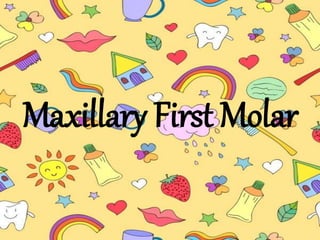 Maxillary First Molar
 