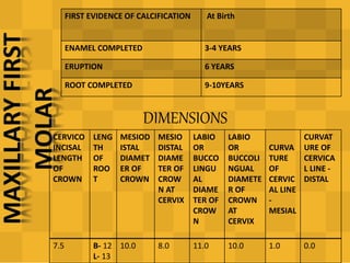 FIRST EVIDENCE OF CALCIFICATION At Birth
ENAMEL COMPLETED 3-4 YEARS
ERUPTION 6 YEARS
ROOT COMPLETED 9-10YEARS
DIMENSIONS
CERVICO
INCISAL
LENGTH
OF
CROWN
LENG
TH
OF
ROO
T
MESIOD
ISTAL
DIAMET
ER OF
CROWN
MESIO
DISTAL
DIAME
TER OF
CROW
N AT
CERVIX
LABIO
OR
BUCCO
LINGU
AL
DIAME
TER OF
CROW
N
LABIO
OR
BUCCOLI
NGUAL
DIAMETE
R OF
CROWN
AT
CERVIX
CURVA
TURE
OF
CERVIC
AL LINE
-
MESIAL
CURVAT
URE OF
CERVICA
L LINE -
DISTAL
7.5 B- 12
L- 13
10.0 8.0 11.0 10.0 1.0 0.0
 