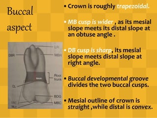 Buccal
aspect
•Crown is roughly trapezoidal.
•MB cusp is wider , as its mesial
slope meets its distal slope at
an obtuse angle .
•DB cusp is sharp, its mesial
slope meets distal slope at
right angle.
•Buccal developmental groove
divides the two buccal cusps.
•Mesial outline of crown is
straight ,while distal is convex.
4mm
 