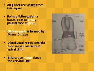 • All 3 root are visible from
this aspect.
• Point of bifurcation-2
buccal root at 4mm,
palatal root at 3mm.
• Obtuse angle is formed by
M and D slope
• Distobuccal root is straight
than curved mesially at
apical third
• Bifurcation 4 mm above
the cervical line
4mm
 