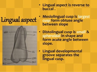 Lingual aspect
• Lingual aspect is reverse to
buccal .
• Mesiolingual cusp is largest
cusp form obtuse angle
between slope
• Distolingual cusp is small &
spheroidal in shape and
form acute angle between
slope.
• Lingual developmental
groove separates the
lingual cusp.
 