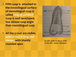 • Fifth cusp is attached to
the mesiolingual surface
of mesiolingual cusp is
called cusp of carabelli.
Cusp is well developed,
less obtuse cusp angle
than mesiolingual cusp
• All the 3 root are visible,
palatal root is long and
slender with bluntly
rounded apex
3/5
Its MD width is about 3/5th
of the MD crown diameter.
 