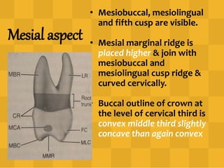 Mesial aspect
• Mesiobuccal, mesiolingual
and fifth cusp are visible.
• Mesial marginal ridge is
placed higher & join with
mesiobuccal and
mesiolingual cusp ridge &
curved cervically.
• Buccal outline of crown at
the level of cervical third is
convex middle third slightly
concave than again convex
 