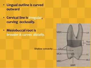 • Lingual outline is curved
outward
• Cervical line is irregular,
curving occlusally.
• Mesiobuccal root is
broader & curves distally.
Shallow concavity
 