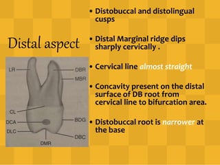 Distal aspect
• Distobuccal and distolingual
cusps
• Distal Marginal ridge dips
sharply cervically .
• Cervical line almost straight
• Concavity present on the distal
surface of DB root from
cervical line to bifurcation area.
• Distobuccal root is narrower at
the base
 