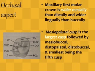 Occlusal
aspect
• Maxillary first molar
crown is wider mesially
than distally and wider
lingually than buccally
• Mesiopalatal cusp is the
largest cusp followed by
mesiobuccal,
distopalatal, distobuccal,
& smallest being the
fifth cusp
 