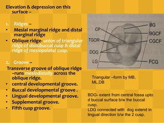 Elevation & depression on this
surface –
1. Ridges –
• Mesial marginal ridge and distal
marginal ridge
• Oblique ridge- union of triangular
ridge of distobuccal cusp & distal
ridge of mesiopalatal cusp.
2. Groove –
Transverse groove of oblique ridge
–runs mesiodistally across the
oblique ridge.
• central developmental groove.
• Buccal developmental groove .
• Lingual developmental groove.
• Supplemental groove.
• Fifth cusp groove.
Triangular –form by MB,
ML,DB
BDG- extent from central fossa upto
d buccal surface b/w the buccal
cusp.
LDG connected with dog extend in
lingual direction b/w the 2 cusp.
 