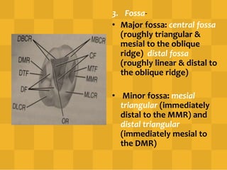 3. Fossa-
• Major fossa: central fossa
(roughly triangular &
mesial to the oblique
ridge) distal fossa
(roughly linear & distal to
the oblique ridge)
• Minor fossa: mesial
triangular (immediately
distal to the MMR) and
distal triangular
(immediately mesial to
the DMR)
 