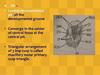 4. Pit –
• Central developmental
pit- all the
developmental groove
• Converge in the center
of central fossa at the
central pit.
• Triangular arrangement
of 3 imp cusp is called
maxillary molar primary
cusp triangle.
 