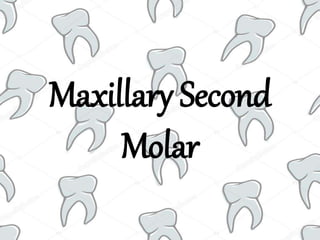 Maxillary Second
Molar
 