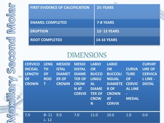 FIRST EVIDENCE OF CALCIFICATION 2½ YEARS
ENAMEL COMPLETED 7-8 YEARS
ERUPTION 12- 13 YEARS
ROOT COMPLETED 14-16 YEARS
DIMENSIONS
CERVICO
INCISAL
LENGTH
OF
CROWN
LENG
TH
OF
ROO
T
MESIOD
ISTAL
DIAMET
ER OF
CROWN
MESIO
DISTAL
DIAME
TER OF
CROW
N AT
CERVIX
LABIO
OR
BUCCO
LINGU
AL
DIAME
TER OF
CROW
N
LABIO
OR
BUCCOLI
NGUAL
DIAMETE
R OF
CROWN
AT
CERVIX
CURVA
TURE
OF
CERVIC
AL LINE
-
MESIAL
CURVAT
URE OF
CERVICA
L LINE -
DISTAL
7.0 B- 11
L- 12
9.0 7.0 11.0 10.0 1.0 0.0
 