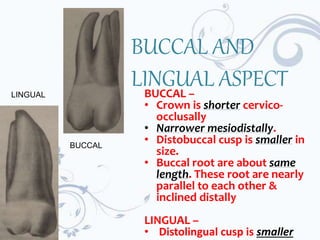 BUCCAL AND
LINGUAL ASPECT
BUCCAL –
• Crown is shorter cervico-
occlusally
• Narrower mesiodistally.
• Distobuccal cusp is smaller in
size.
• Buccal root are about same
length. These root are nearly
parallel to each other &
inclined distally
LINGUAL –
• Distolingual cusp is smaller
BUCCAL
LINGUAL
 