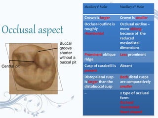 Occlusal aspect
Maxillary 1st Molar Maxillary 2nd Molar
Crown is larger Crown is smaller
Occlusal outline is
roughly
rhomboidal
Occlusal outline –
more oblong,
because of the
reduced
mesiodistal
dimensions
Prominent oblique
ridge
Less prominent
Cusp of carabelli is
present
Absent
Distopalatal cusp
is larger than the
distobuccal cusp
Both distal cusps
are comparatively
smaller
-- 2 type of occlusal
form-
Occlusal
rhomboidal
Heart shaped
Buccal
groove
shorter
without a
buccal pit
Central pit
 