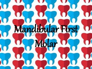 Mandibular First
Molar
 