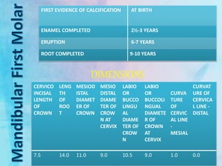 FIRST EVIDENCE OF CALCIFICATION AT BIRTH
ENAMEL COMPLETED 2½-3 YEARS
ERUPTION 6-7 YEARS
ROOT COMPLETED 9-10 YEARS
DIMENSIONS
CERVICO
INCISAL
LENGTH
OF
CROWN
LENG
TH
OF
ROO
T
MESIOD
ISTAL
DIAMET
ER OF
CROWN
MESIO
DISTAL
DIAME
TER OF
CROW
N AT
CERVIX
LABIO
OR
BUCCO
LINGU
AL
DIAME
TER OF
CROW
N
LABIO
OR
BUCCOLI
NGUAL
DIAMETE
R OF
CROWN
AT
CERVIX
CURVA
TURE
OF
CERVIC
AL LINE
-
MESIAL
CURVAT
URE OF
CERVICA
L LINE -
DISTAL
7.5 14.0 11.0 9.0 10.5 9.0 1.0 0.0
 