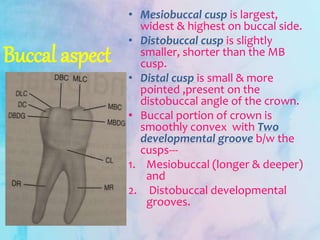 Buccal aspect
• Mesiobuccal cusp is largest,
widest & highest on buccal side.
• Distobuccal cusp is slightly
smaller, shorter than the MB
cusp.
• Distal cusp is small & more
pointed ,present on the
distobuccal angle of the crown.
• Buccal portion of crown is
smoothly convex with Two
developmental groove b/w the
cusps---
1. Mesiobuccal (longer & deeper)
and
2. Distobuccal developmental
grooves.
 