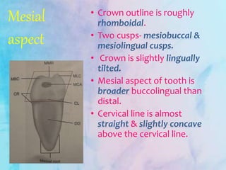 Mesial
aspect
• Crown outline is roughly
rhomboidal.
• Two cusps- mesiobuccal &
mesiolingual cusps.
• Crown is slightly lingually
tilted.
• Mesial aspect of tooth is
broader buccolingual than
distal.
• Cervical line is almost
straight & slightly concave
above the cervical line.
 