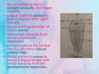 • Buccal outline of root is
straight cervically , then taper
lingually.
• Lingual outline is slanted in
buccal direction then taper
buccally.
• Buccal and lingual border of
root is convex
• With broad concavity form
the developmental
depression
• Curvature above the cervical
line buccally form a buccal
cervical ridge.
• Mesial surface is convex at
buccal & lingual border with
broad concavity form the
developmental depression.
 