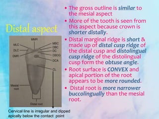 Distal aspect
• The gross outline is similar to
the mesial aspect
• More of the tooth is seen from
this aspect because crown is
shorter distally.
• Distal marginal ridge is short &
made up of distal cusp ridge of
the distal cusp and distolingual
cusp ridge of the distolingual
cusp form the obtuse angle.
• Root surface is CONVEX and
apical portion of the root
appears to be more rounded.
• Distal root is more narrower
buccolingually than the mesial
root.
Cervical line is irregular and dipped
apically below the contact point
 