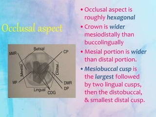 Occlusal aspect
•Occlusal aspect is
roughly hexagonal
•Crown is wider
mesiodistally than
buccolingually
•Mesial portion is wider
than distal portion.
•Mesiobuccal cusp is
the largest followed
by two lingual cusps,
then the distobuccal,
& smallest distal cusp.
 