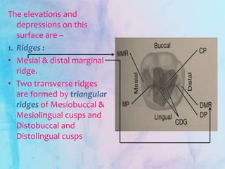 The elevations and
depressions on this
surface are –
1. Ridges :
• Mesial & distal marginal
ridge.
• Two transverse ridges
are formed by triangular
ridges of Mesiobuccal &
Mesiolingual cusps and
Distobuccal and
Distolingual cusps
 