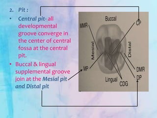 2. Pit :
• Central pit- all
developmental
groove converge in
the center of central
fossa at the central
pit.
• Buccal & lingual
supplemental groove
join at the Mesial pit
and Distal pit
 