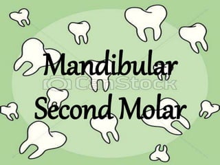 Mandibular
Second Molar
 