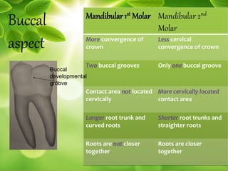 Buccal
aspect
Mandibular 1st Molar Mandibular 2nd
Molar
More convergence of
crown
Less cervical
convergence of crown
Two buccal grooves Only one buccal groove
Contact area not located
cervically
More cervically located
contact area
Longer root trunk and
curved roots
Shorter root trunks and
straighter roots
Roots are not closer
together
Roots are closer
together
Buccal
developmental
groove
 
