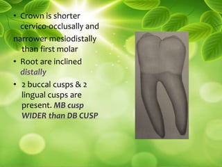 • Crown is shorter
cervico-occlusally and
narrower mesiodistally
than first molar
• Root are inclined
distally
• 2 buccal cusps & 2
lingual cusps are
present. MB cusp
WIDER than DB CUSP
 