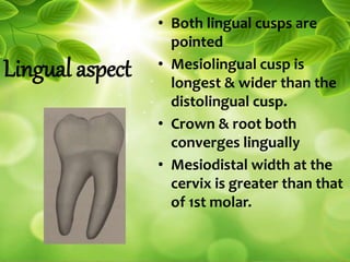 Lingual aspect
• Both lingual cusps are
pointed
• Mesiolingual cusp is
longest & wider than the
distolingual cusp.
• Crown & root both
converges lingually
• Mesiodistal width at the
cervix is greater than that
of 1st molar.
 