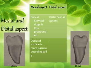 Mesial and
Distal aspect
Mesial aspect Distal aspect
Buccal
Cervical
ridge is
less
pronounc
ed
Distal cusp is
absent
Occlusal
surface is
more narrow
buccolinguall
y
-
Mesial Distal
 