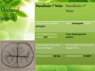 Occlusal
aspect
Mandibular 1st Molar Mandibular 2nd
Molar
Crown outline roughly
pentagon
More rectangular outline
Cross shaped groove
pattern not observed
Cross shaped groove
pattern
Crown tapers more from
buccal to lingual
Crown taper from buccal to
lingual is less
Central groove is zig-zag Central groove is straight
 