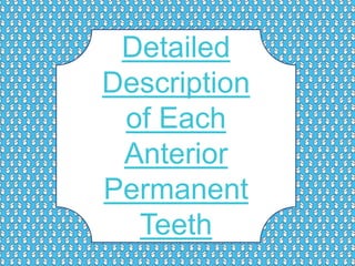 Detailed
Description
of Each
Anterior
Permanent
Teeth
 
