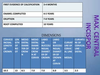 FIRST EVIDENCE OF CALCIFICATION 3-4 MONTHS
ENAMEL COMPLETED 4-5 YEARS
ERUPTION 7-8 YEARS
ROOT COMPLETED 10 YEARS
DIMENSIONS
CERVICO
INCISAL
LENGTH
OF
CROWN
LEN
GTH
OF
RO
OT
MESIO
DISTAL
DIAME
TER OF
CROW
N
MESIO
DISTAL
DIAME
TER OF
CROW
N AT
CERVIX
LABIO
OR
BUCCOLI
NGUAL
DIAMET
ER OF
CROWN
LABIO
OR
BUCCOLI
NGUAL
DIAMET
ER OF
CROWN
AT
CERVIX
CURVAT
URE OF
CERVIC
AL LINE
-
MESIAL
CURVATU
RE OF
CERVICAL
LINE -
DISTAL
10.5 13 8.5 7.0 7.0 6.0 3.5 2.5
 