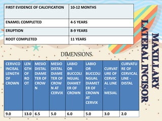 FIRST EVIDENCE OF CALCIFICATION 10-12 MONTHS
ENAMEL COMPLETED 4-5 YEARS
ERUPTION 8-9 YEARS
ROOT COMPLETED 11 YEARS
CERVICO
INCISAL
LENGTH
OF
CROWN
LEN
GTH
OF
RO
OT
MESIO
DISTAL
DIAME
TER OF
CROW
N
MESIO
DISTAL
DIAME
TER OF
CROW
N AT
CERVIX
LABIO
OR
BUCCOLI
NGUAL
DIAMET
ER OF
CROWN
LABIO
OR
BUCCOLI
NGUAL
DIAMET
ER OF
CROWN
AT
CERVIX
CURVAT
URE OF
CERVIC
AL LINE
-
MESIAL
CURVATU
RE OF
CERVICAL
LINE -
DISTAL
9.0 13.0 6.5 5.0 6.0 5.0 3.0 2.0
DIMENSIONS
 