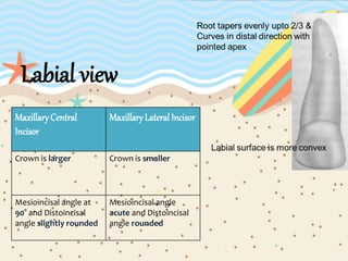 Labial view
MaxillaryCentral
Incisor
MaxillaryLateral Incisor
Crown is larger Crown is smaller
Mesioincisal angle at
90° and Distoincisal
angle slightly rounded
Mesioincisal angle
acute and Distoincisal
angle rounded
 
