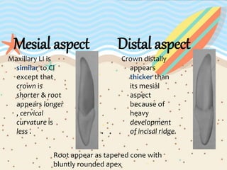 Mesial aspect
Maxillary LI is
similar to CI
except that
crown is
shorter & root
appears longer
, cervical
curvature is
less .
Distal aspect
Crown distally
appears
thicker than
its mesial
aspect
because of
heavy
development
of incisal ridge.
Root appear as tapered cone with
bluntly rounded apex
 