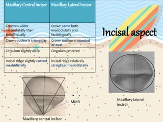 Incisal aspect
MaxillaryCentral Incisor MaxillaryLateral Incisor
Crown is wider
mesiodistally than
faciolingually
Crown same both
mesiodistally and
faciolingually
Crown outline is triangular Crown outline is rounded
or oval
Cingulum slightly distal Cingulum centered
Incisal ridge slightly curved
mesiodistally
Incisal ridge relatively
straighter mesiodistally
Maxillary lateral
incisor
Maxillary central incisor
MMR
 