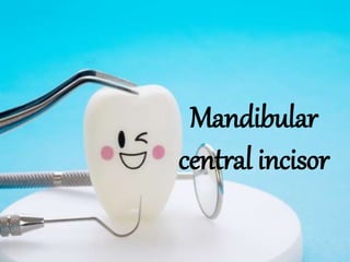Mandibular
central incisor
 