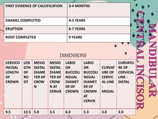 FIRST EVIDENCE OF CALCIFICATION 3-4 MONTHS
ENAMEL COMPLETED 4-5 YEARS
ERUPTION 6-7 YEARS
ROOT COMPLETED 9 YEARS
DIMENSIONS
CERVICO
INCISAL
LENGTH
OF
CROWN
LEN
GTH
OF
RO
OT
MESIO
DISTAL
DIAME
TER OF
CROW
N
MESIO
DISTAL
DIAME
TER OF
CROW
N AT
CERVIX
LABIO
OR
BUCCOLI
NGUAL
DIAMET
ER OF
CROWN
LABIO
OR
BUCCOLI
NGUAL
DIAMET
ER OF
CROWN
AT
CERVIX
CURVAT
URE OF
CERVIC
AL LINE
-
MESIAL
CURVATU
RE OF
CERVICAL
LINE -
DISTAL
9.5 12.5 5.0 3.5 6.0 5.3 3.0 2.0
 